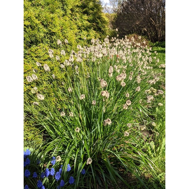 Blue-green moor grass