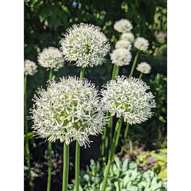 Ornamental Onion