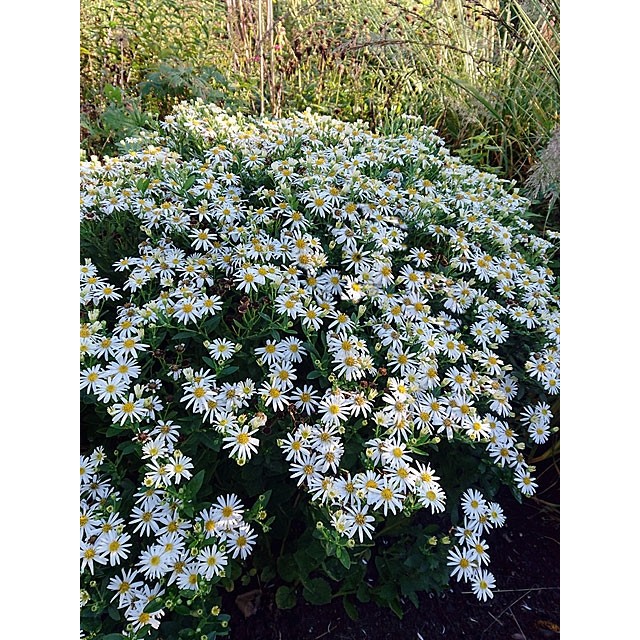 Japanese aster
