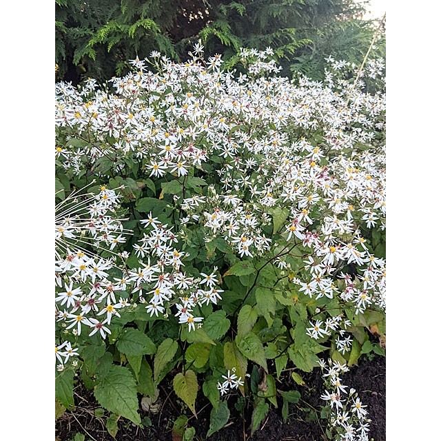 White wood aster