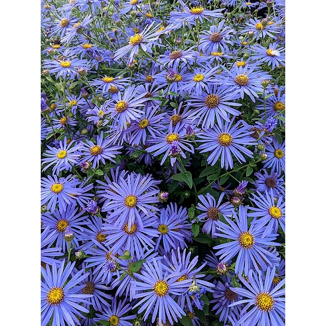 Michaelmas daisy