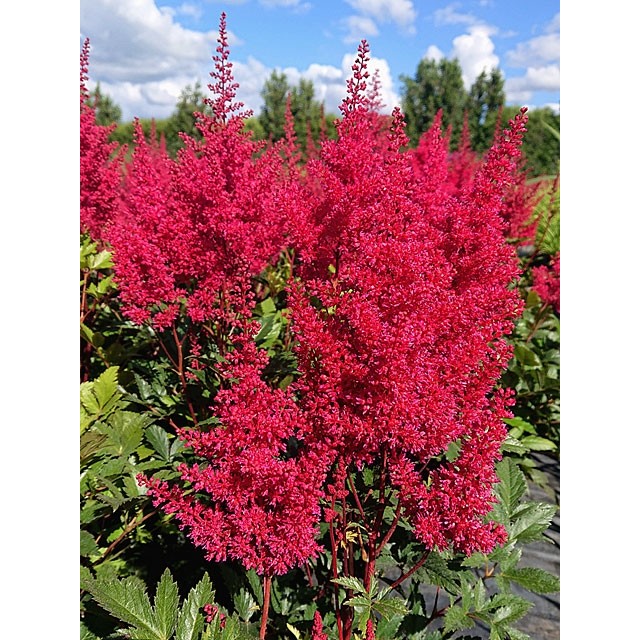 Japanese astilbe, False spirea