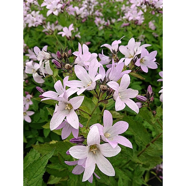 Milky bellflower