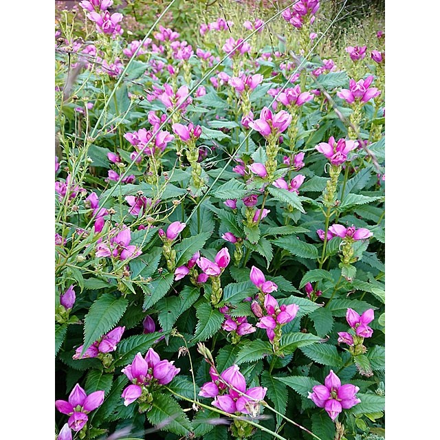 Pink turtlehead