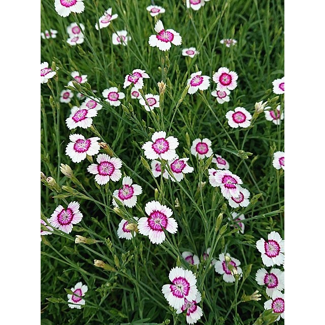 Maiden pink
