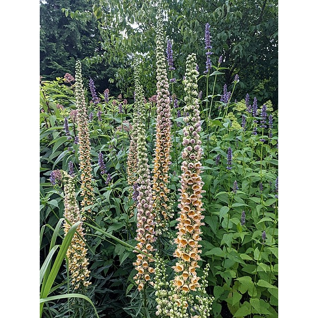 Rusty foxglove
