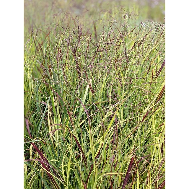 Switch grass