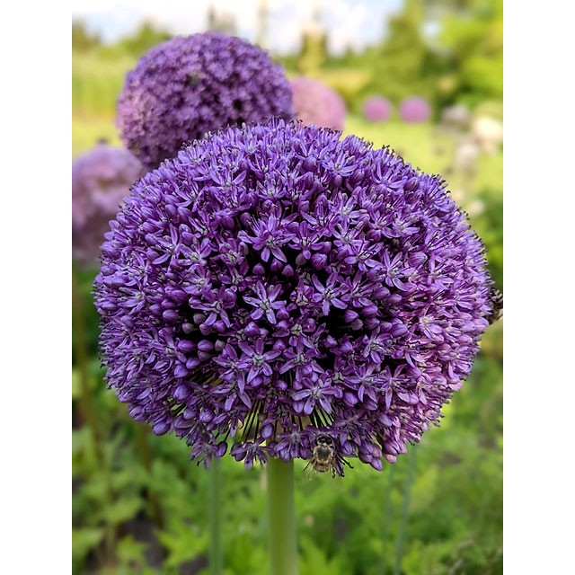 Ornamental Onion