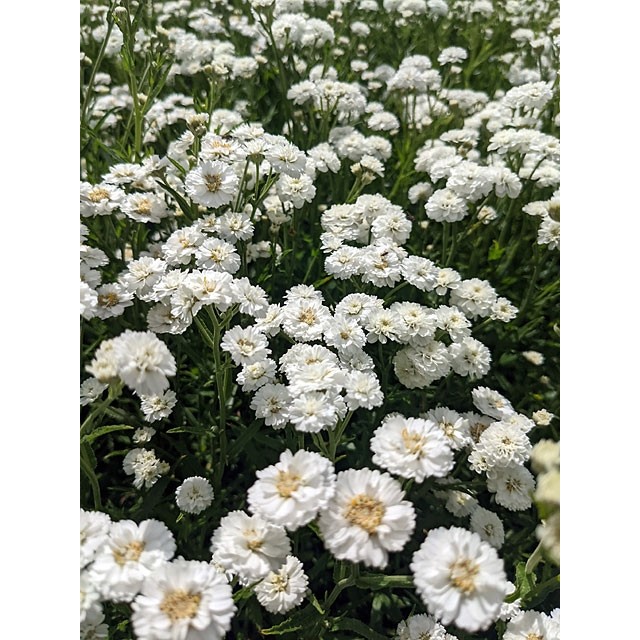 Sneezewort