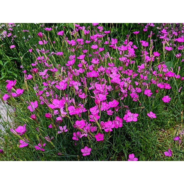 Maiden pink