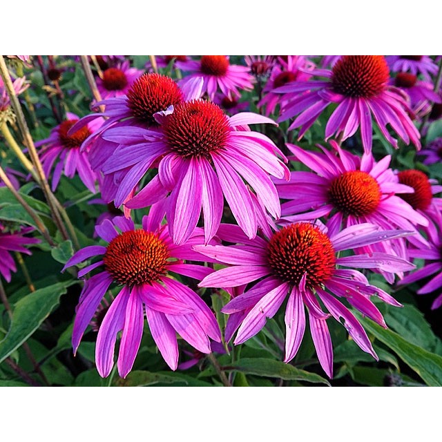 Coneflower