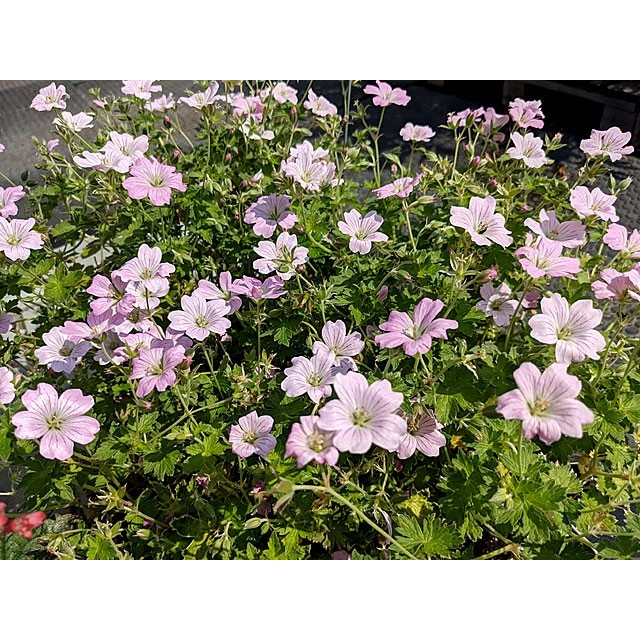 Cranesbill