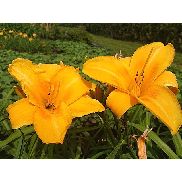 Daylily