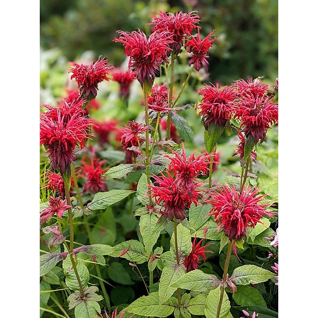 Bee balm, bergamot