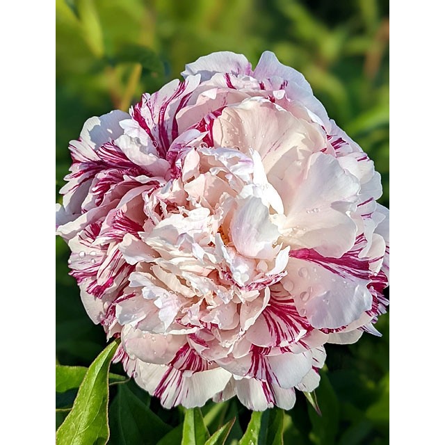 Peony