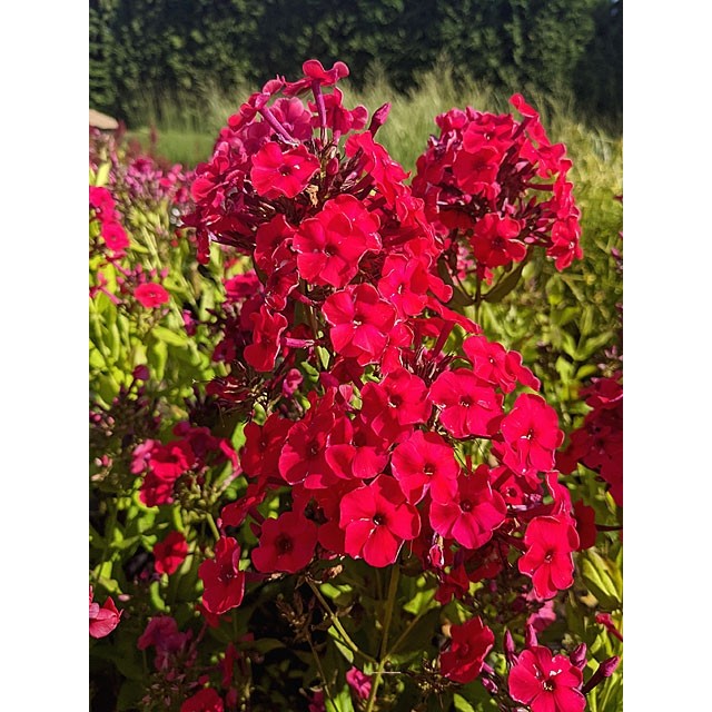 Garden phlox