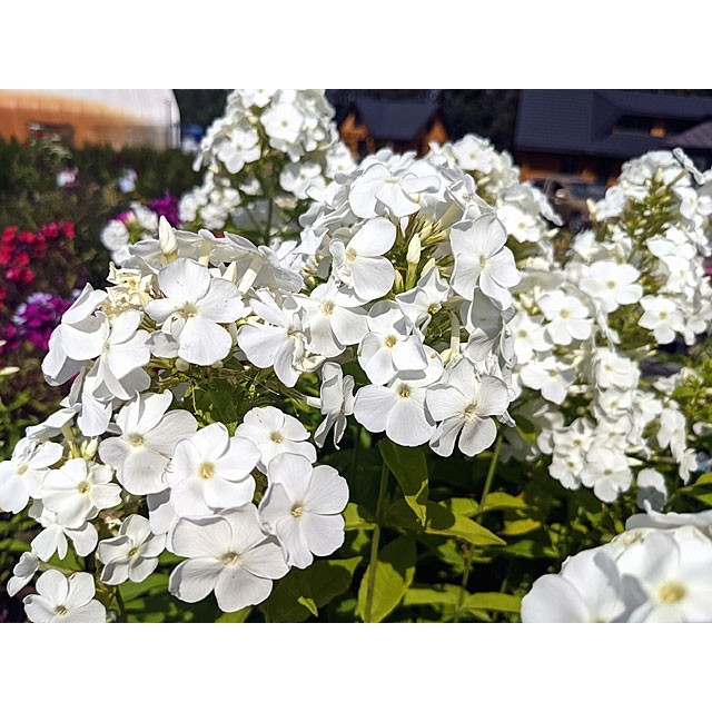 Garden phlox