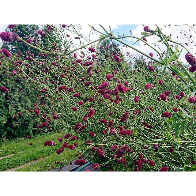 Great burnet
