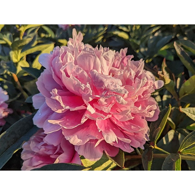 Peony