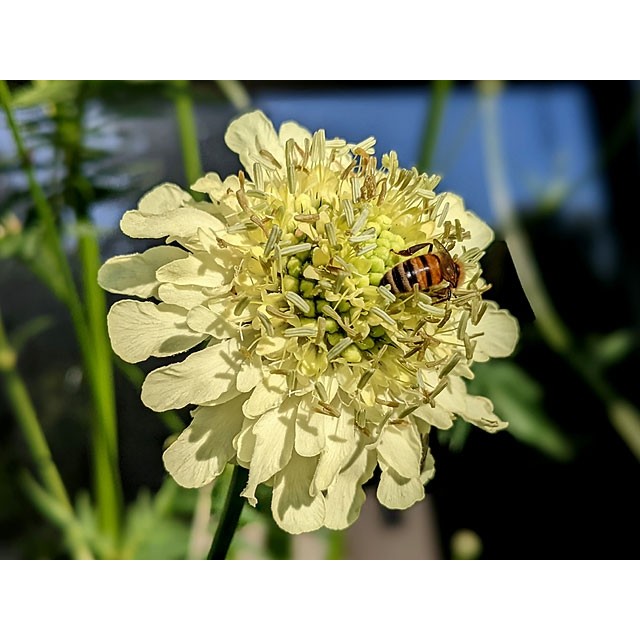 Giant scabious