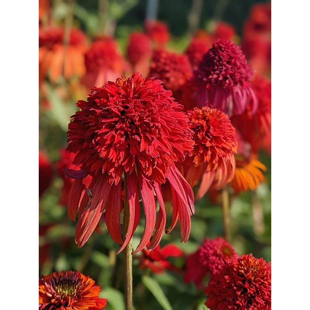 Coneflower