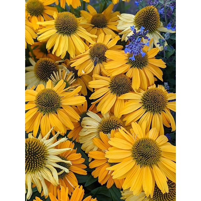 Coneflower