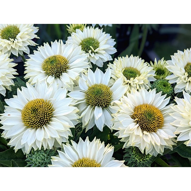 Coneflower