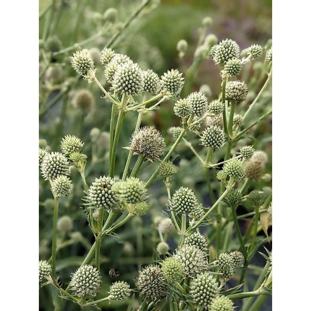 Rattlesnake master