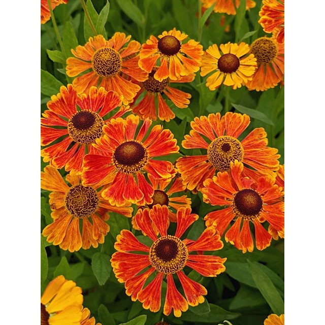 Sneezeweed