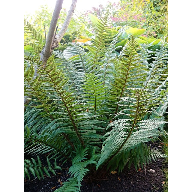 Golden-scaled Male Fern