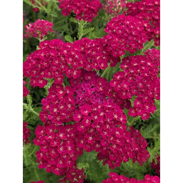 Yarrow