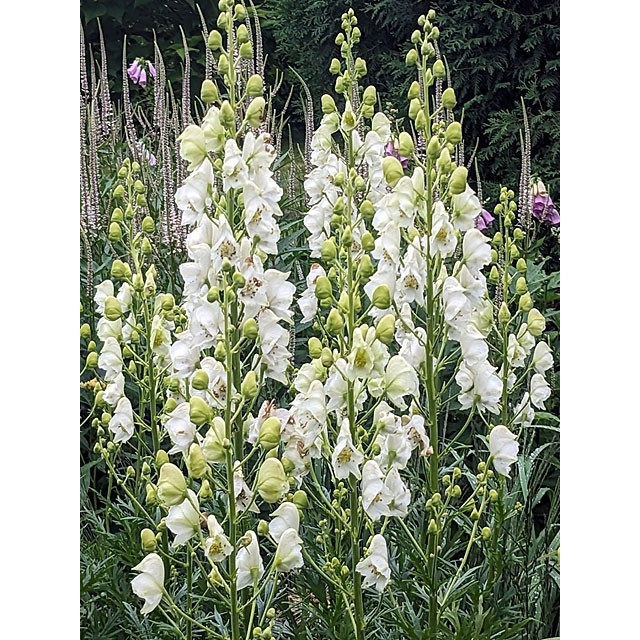 Monkshood