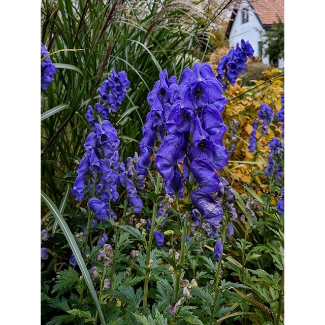 Monkshood