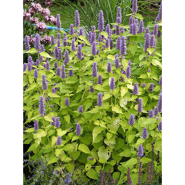 Purple giant hyssop