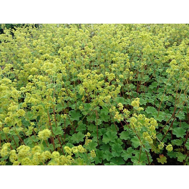 Dwarf lady's mantle