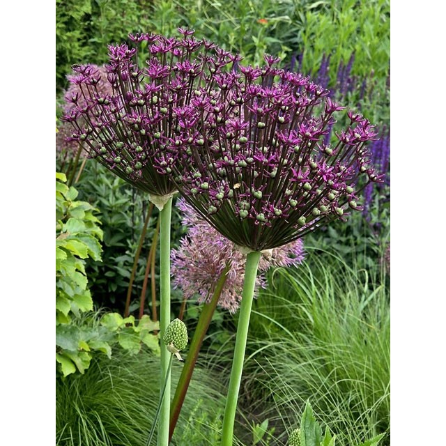 Ornamental Onion