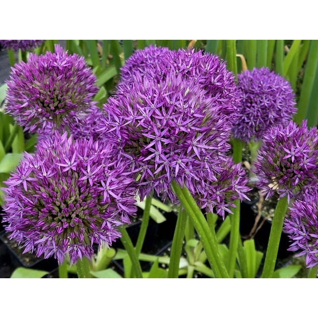 Ornamental onion