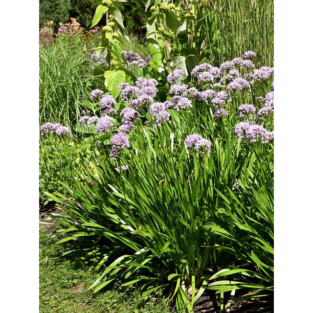 Ornamental Onion