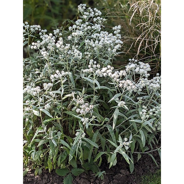 Pearl everlasting