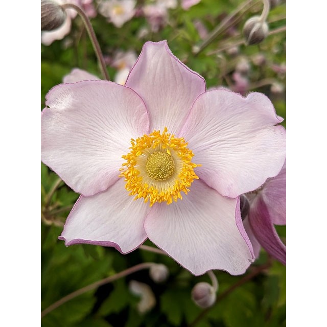 Japanese anemone