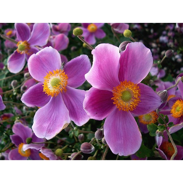 Japanese anemone