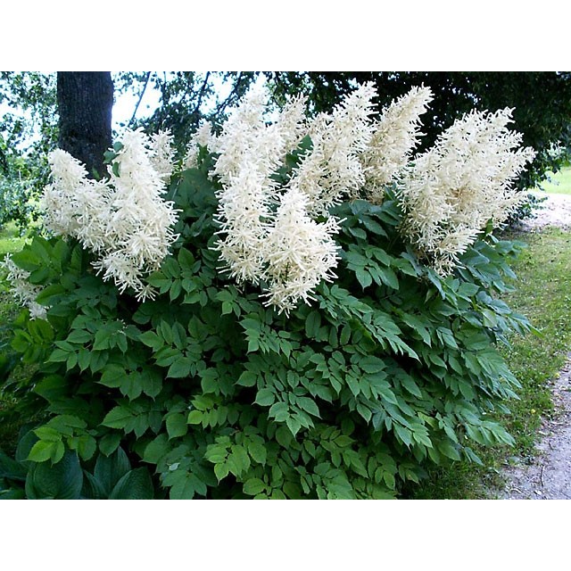 Goat's beard