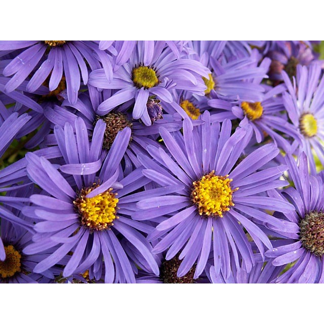 Italian aster