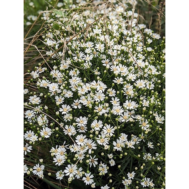 Upland white aster