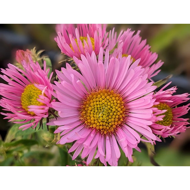 New England aster