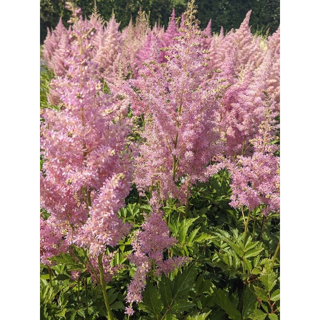 Astilbe, False spirea