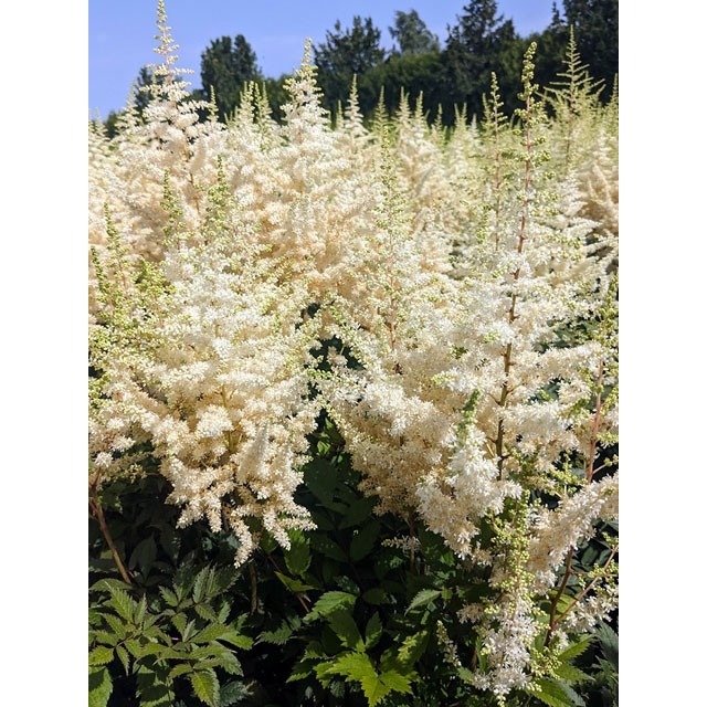 Japanese astilbe, False spirea