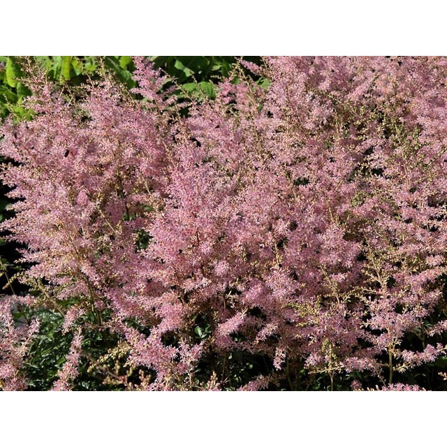 Astilbe, False spirea