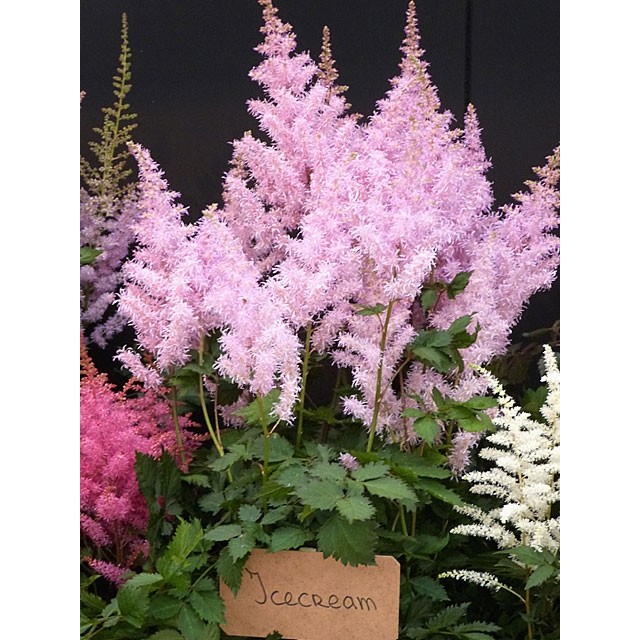 Astilbe, False spirea
