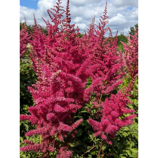 Chinese astilbe, False spirea